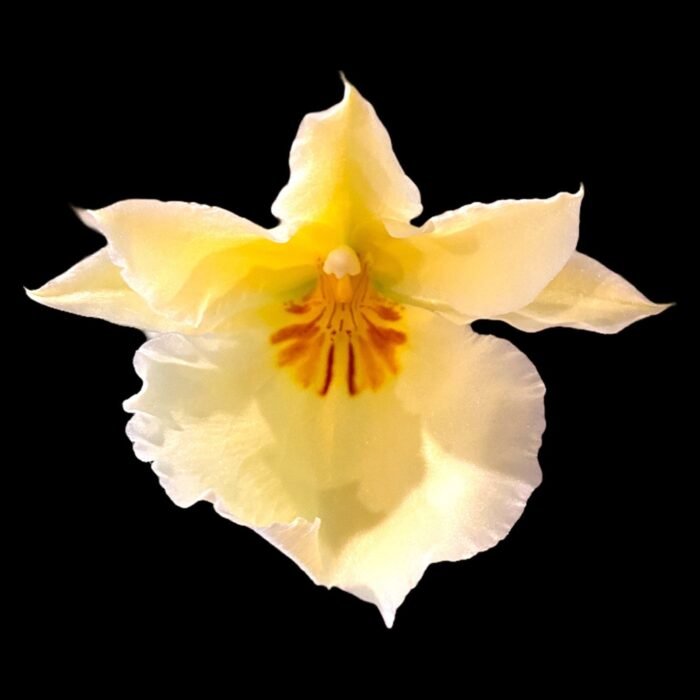 DOUBLE SPIKES - (Mps. Maui Sunset x Lemon Drop) x roezlli v. xanthina (3.5” pot) - Image 1