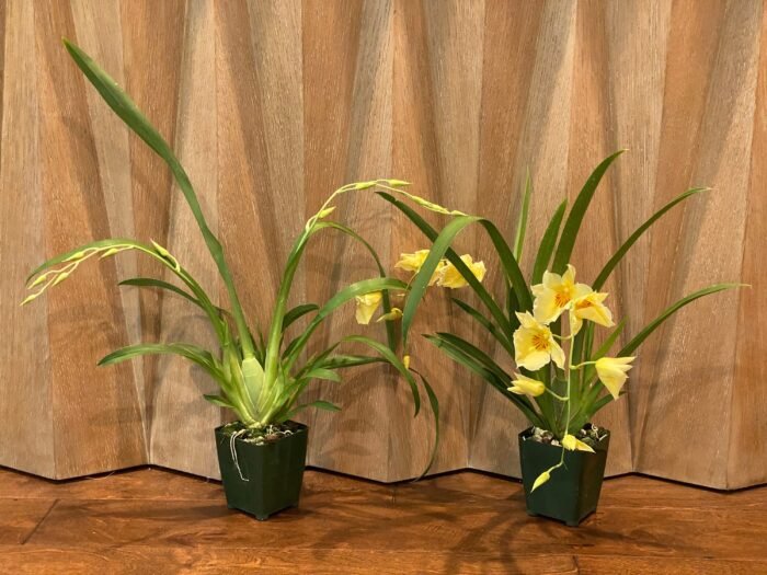 DOUBLE SPIKES - (Mps. Maui Sunset x Lemon Drop) x roezlli v. xanthina (3.5” pot) - Image 2