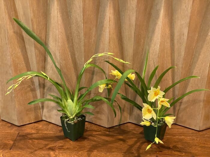 DOUBLE SPIKES - (Mps. Maui Sunset x Lemon Drop) x roezlli v. xanthina (3.5” pot) - Image 3