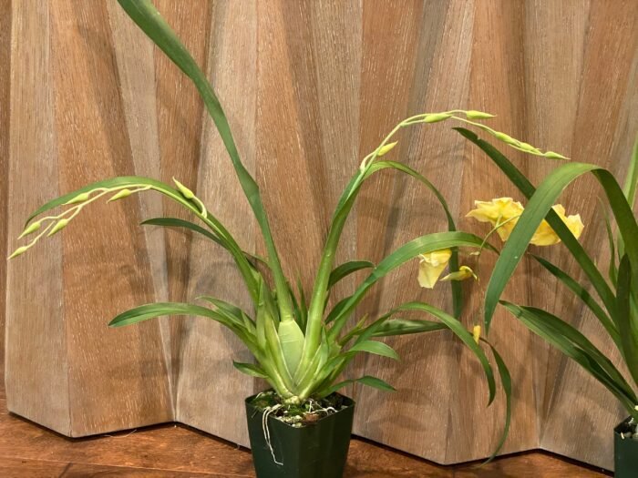 DOUBLE SPIKES - (Mps. Maui Sunset x Lemon Drop) x roezlli v. xanthina (3.5” pot) - Image 4