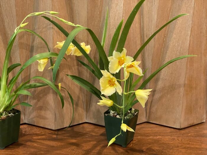 DOUBLE SPIKES - (Mps. Maui Sunset x Lemon Drop) x roezlli v. xanthina (3.5” pot) - Image 5