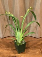 DOUBLE SPIKES - (Mps. Maui Sunset x Lemon Drop) x roezlli v. xanthina (3.5” pot) - Image 6