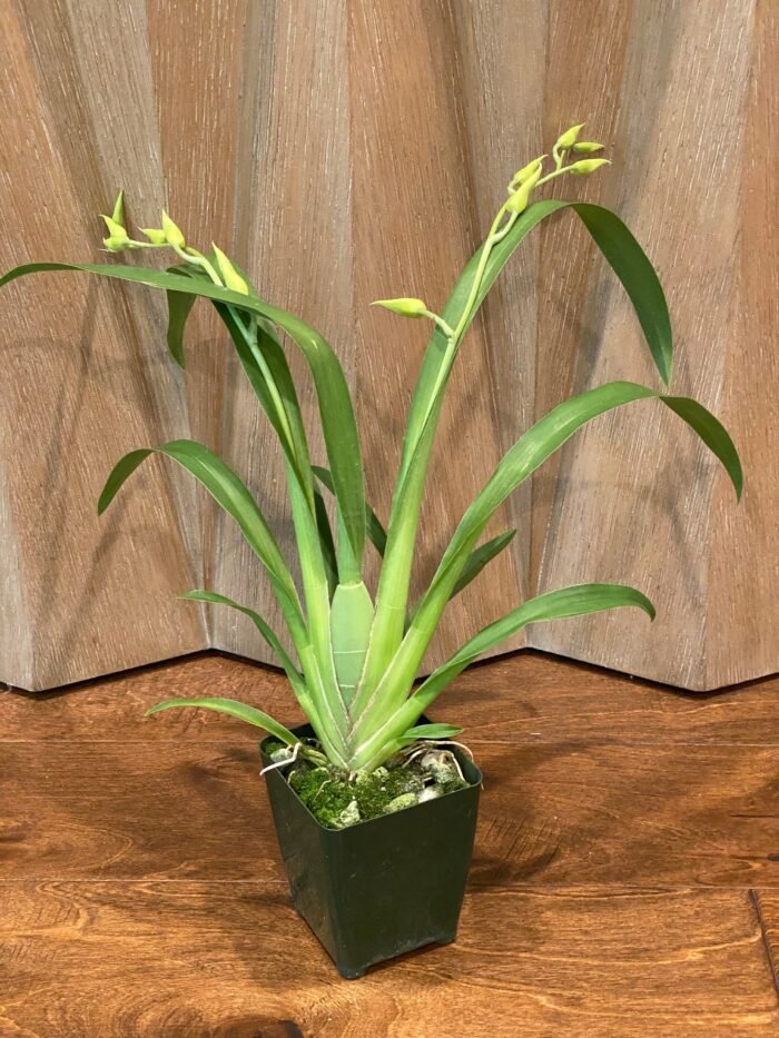DOUBLE SPIKES - (Mps. Maui Sunset x Lemon Drop) x roezlli v. xanthina (3.5” pot) - Image 6