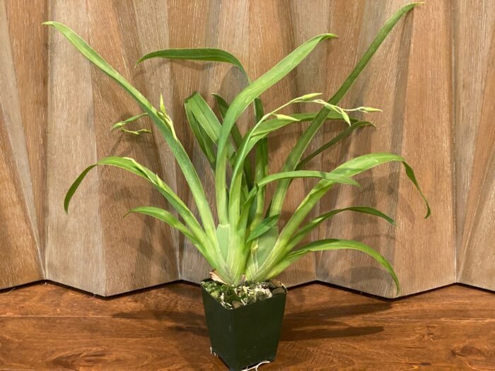 DOUBLE SPIKES - (Mps. Maui Sunset x Lemon Drop) x roezlli v. xanthina (3.5” pot) - Image 7