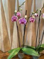 Phalaenopsis Large Leopard Prince In Spike (4.5" pot) - Image 7