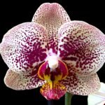 Phalaenopsis Streetwise (In Spike, 3" pot)