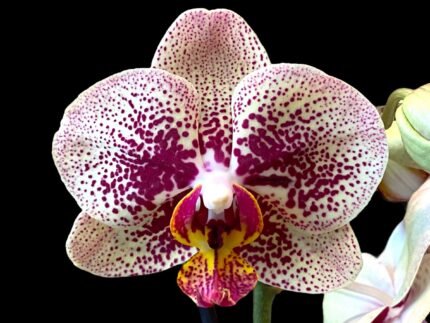 Phalaenopsis Streetwise (In Spike, 3" pot)