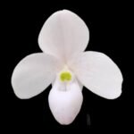 IN SPIKE - Paphiopedilum thaianum x sib (2” pot)