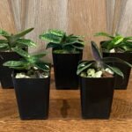 Paph. Quintal Charm (In-Charm x vietnamese) (2" pot)