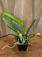 IN SHEATH - Cattleya labiata amnesiana ‘Canaima’s Select’ x labiata coerulea ‘Azul’ (3.5” pot) - Image 3