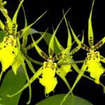 IN BLOOM - Brassidium Gilded Urchin 'Ontario' (3.5” pot)