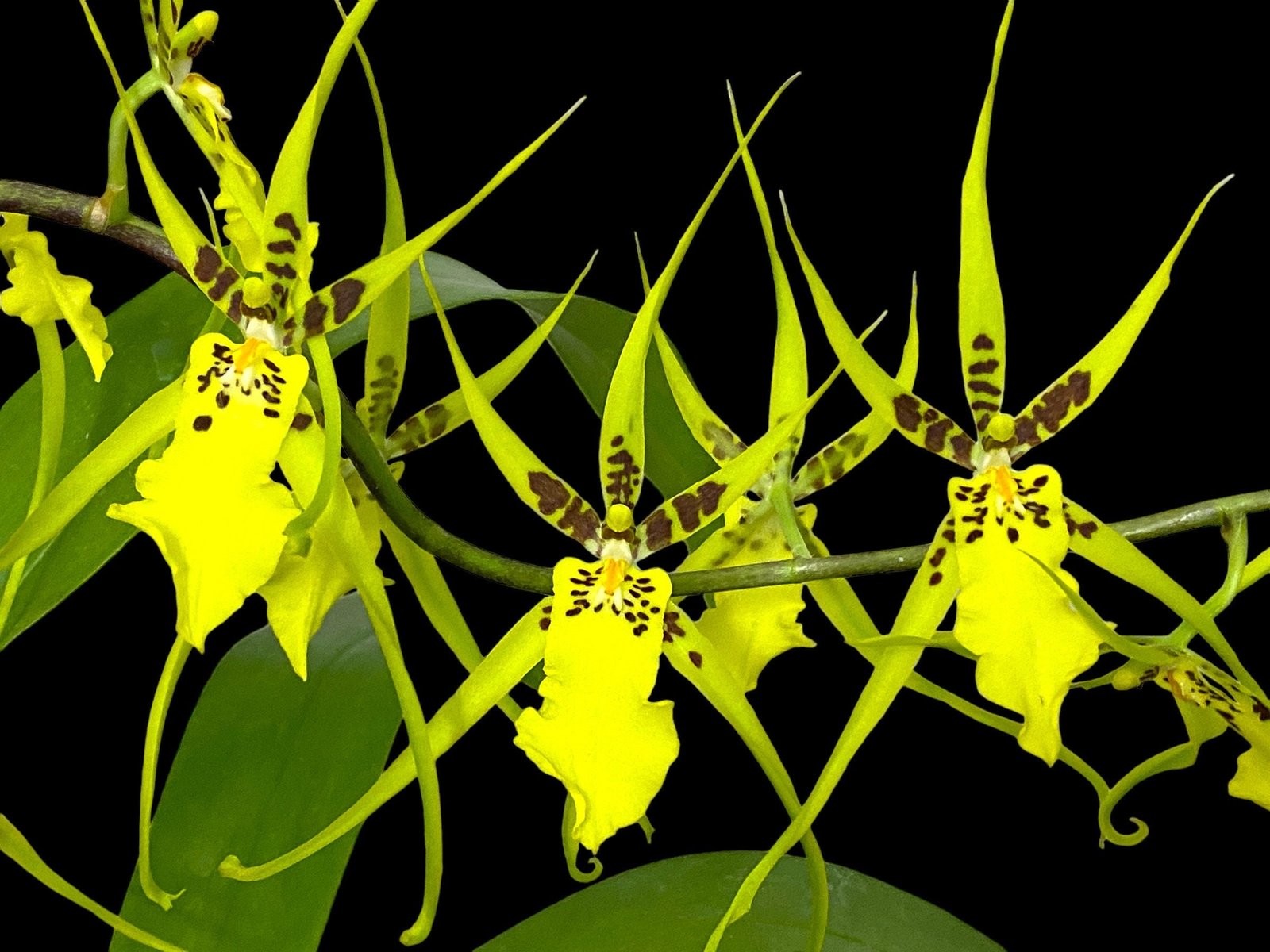 il_fullxfull.5074854606_rdnu.jpg IN BLOOM - Brassidium Gilded Urchin 'Ontario' (3.5” pot) - Image 1