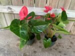 Anthurium Red (6” pot) - Image 6