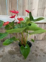 Anthurium Red (6” pot) - Image 7