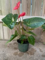 Anthurium Red (6” pot) - Image 8