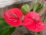 Anthurium Red (6” pot) - Image 4