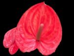 Anthurium Red (6” pot)