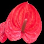 Anthurium Red (6” pot)