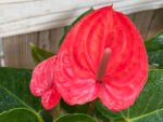 Anthurium Red (6” pot) - Image 2
