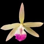 IN BLOOM - Brassavola nodosa x C. Lulu (3.5" pot)