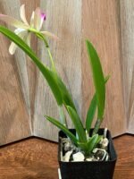 IN BLOOM - Brassavola nodosa x C. Lulu (3.5" pot) - Image 5