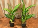Lycaste Lemon Twist (tricolor x macrophylla) (3.5” pot) - Image 3