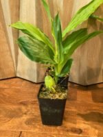 Lycaste Lemon Twist (tricolor x macrophylla) (3.5” pot) - Image 4