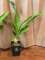 Lycaste Lemon Twist (tricolor x macrophylla) (3.5” pot) - Image 7
