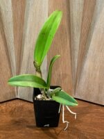 In Buds - Lc. Aiea Lorraine ‘Paradise’ (Lc. Ann Morning x Lc. Robert Strait) (3.5” pot) - Image 2