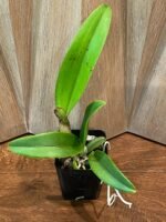 In Buds - Lc. Aiea Lorraine ‘Paradise’ (Lc. Ann Morning x Lc. Robert Strait) (3.5” pot) - Image 3