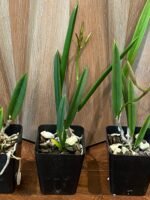 In Buds - Brassavola nodosa 4N x sib 4N (Night Fragrance, 3.5" pot) - Image 5