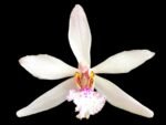 In Bloom - Phalaenopsis japonica × Holcoglossum wangii (3” pot)