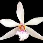 In Bloom - Phalaenopsis japonica × Holcoglossum wangii (3” pot)