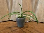 In Bloom - Phalaenopsis japonica × Holcoglossum wangii (3” pot) - Image 2
