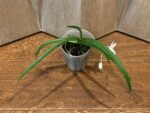 In Bloom - Phalaenopsis japonica × Holcoglossum wangii (3” pot) - Image 3