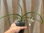 In Bloom - Phalaenopsis japonica × Holcoglossum wangii (3” pot) - Image 5