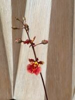 Tolumnia Jairak Firm ‘Orange Spread’ (3” Pot) - Image 2