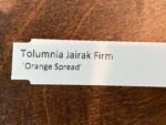 Tolumnia Jairak Firm ‘Orange Spread’ (3” Pot) - Image 6