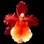 In Spike - Wilsonara Pacific Perspective ‘Pacific Heat’ (3.5” Pot)