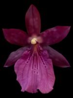 Miltonia spectabilis var. moreliana x sib (3.5” pot) - Image 2