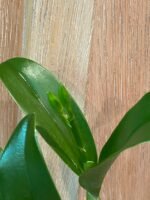 IN BUD - Pot. Burana Beauty (3.5” pot) - Image 4