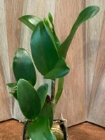 IN BUD - Pot. Burana Beauty (3.5” pot) - Image 5