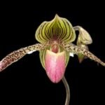 Paphiopedilum Transdoll (liemianum x rothschildianum) (3.5” pot)