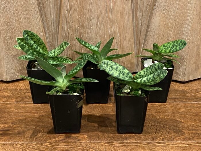 Paphiopedilum Shirley Amundson (2” pot) - Image 2