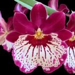 5 SPIKES - Mps. Hajime Ono ‘Maui Ectasy’ x sib ‘Raspberry Butterfly’ (4” pot)