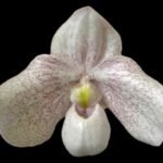 Paphiopedilum Snow Squall (Greyi x delenatii) (2" pot)