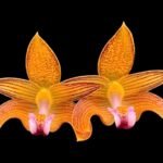 Bulbophyllum claptonense blooming Size (2” Pot)