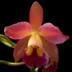 In Bloom/Spike - (Blc. Waianae Leopard x Ctna. Why Not) ‘Orange’ (3.5” pot)