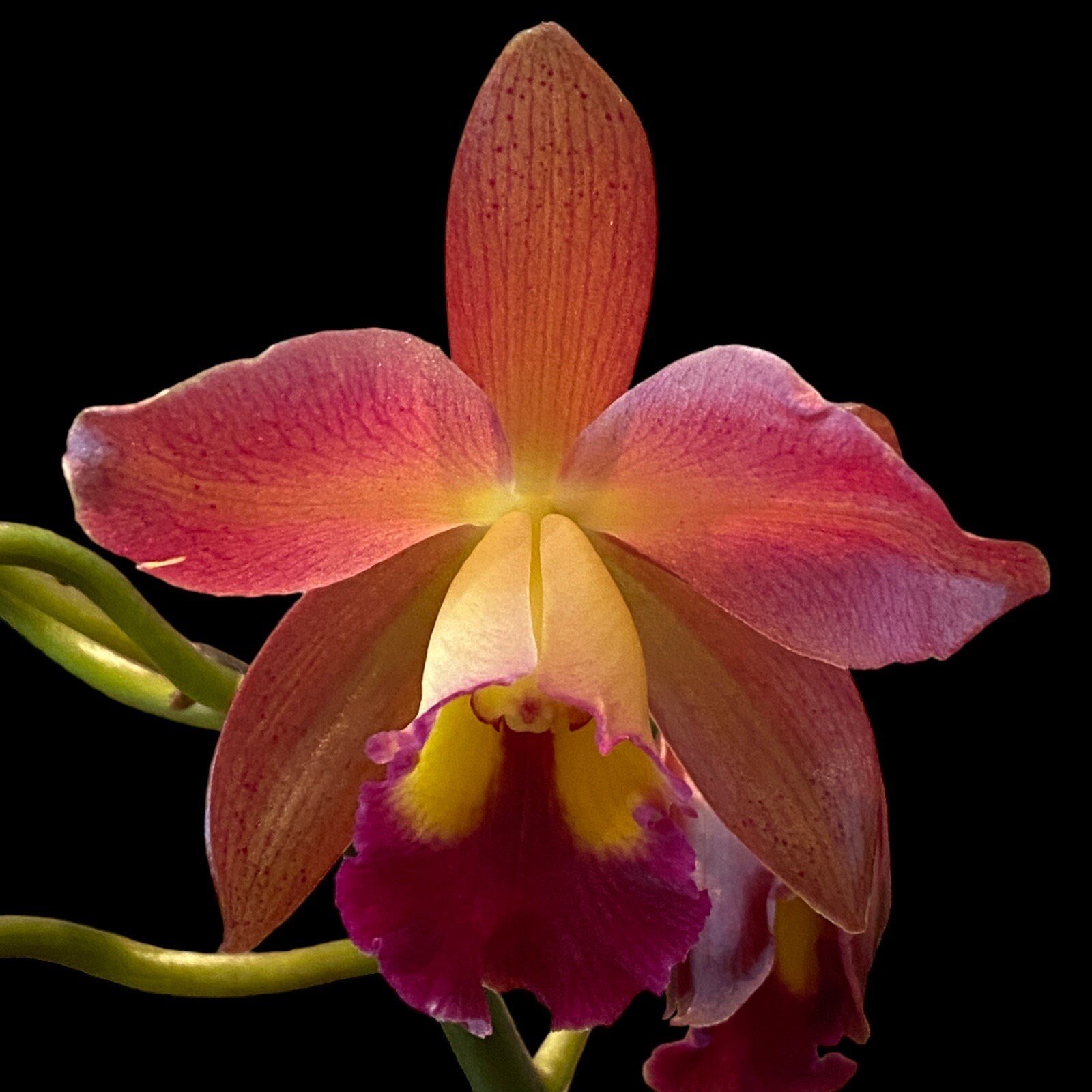 il_fullxfull.5087133671_rzjo.jpg In Bloom/Spike - (Blc. Waianae Leopard x Ctna. Why Not) ‘Orange’ (3.5” pot) - Image 1