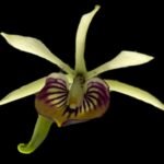 Prosthechea Green Hornet x Psh. Trulla (3.5" pot)